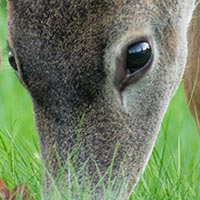 deer in neighbor’s yard