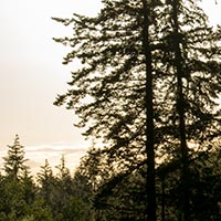 sunset and trees