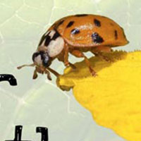 Interactive eBook: Summer of the Ladybugs