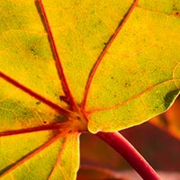 fall colored leaf