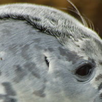 baby seal