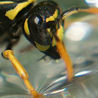 wasp drinking water