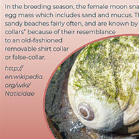 Newsletter Design: Intertidal Biome