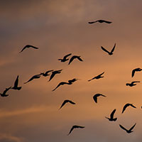 pigeons in flight