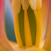 tulip