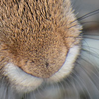 cottontail rabbit